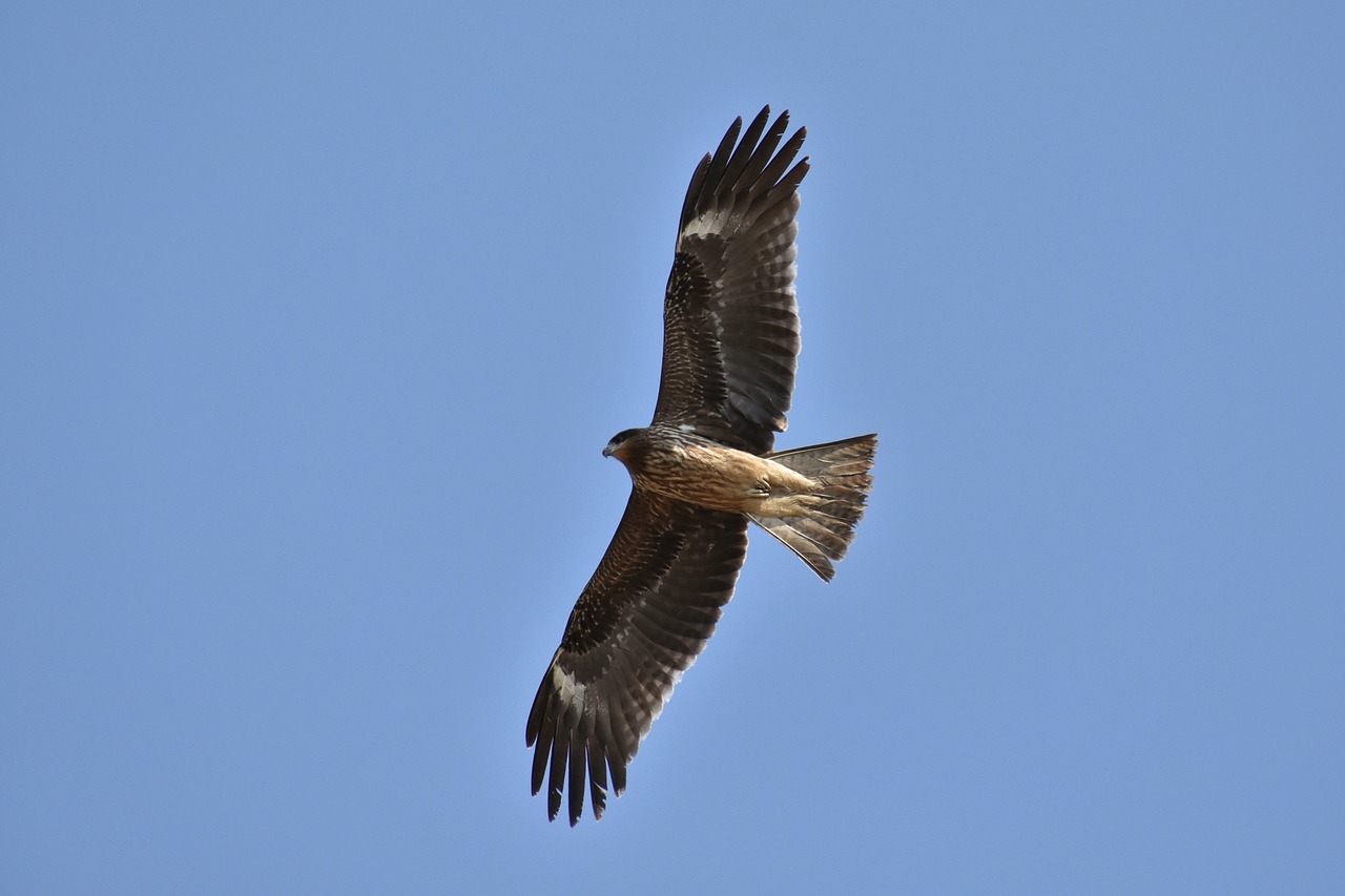 animal  sky  bird free photo