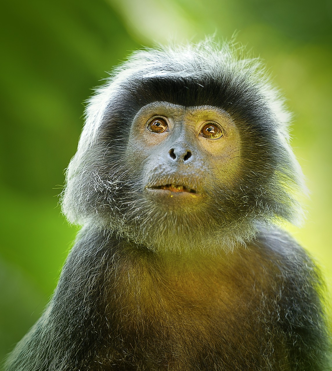animal  ape  asia free photo