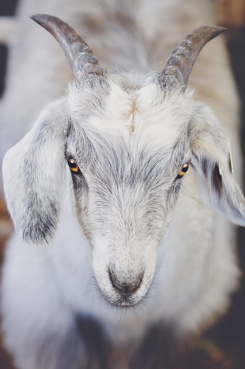 animal  mammal  goat free photo