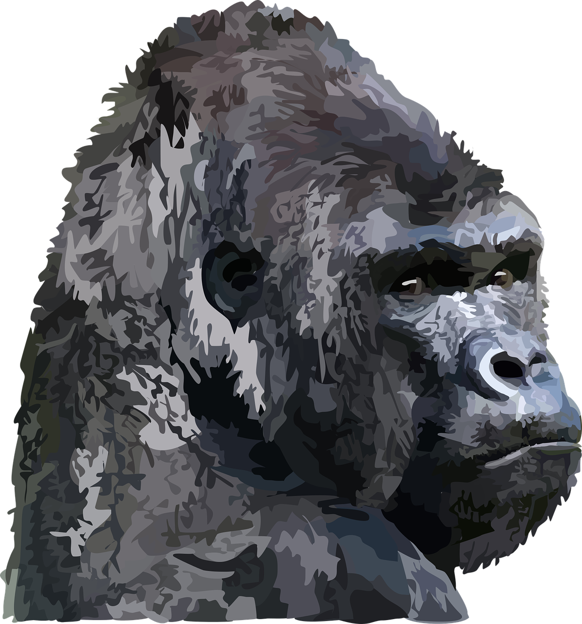 animal  gorilla  Free vector graphics free photo