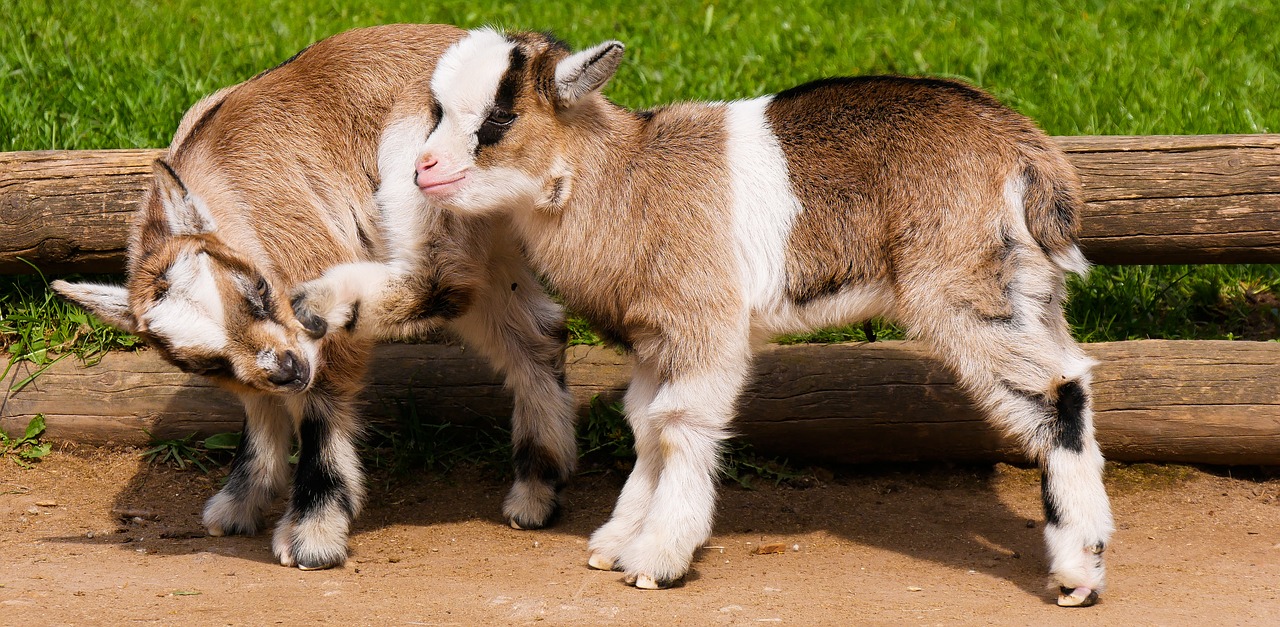 animal  pet  goats free photo