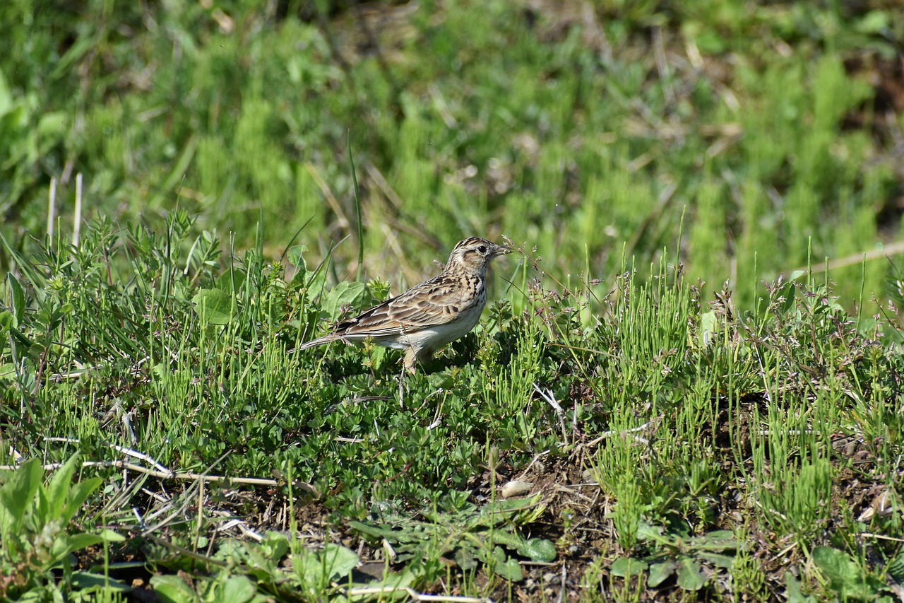 animal  grass  bird free photo