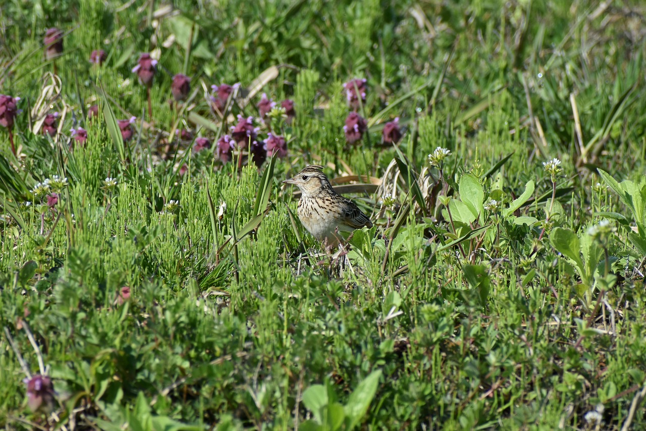 animal  grass  flowers free photo