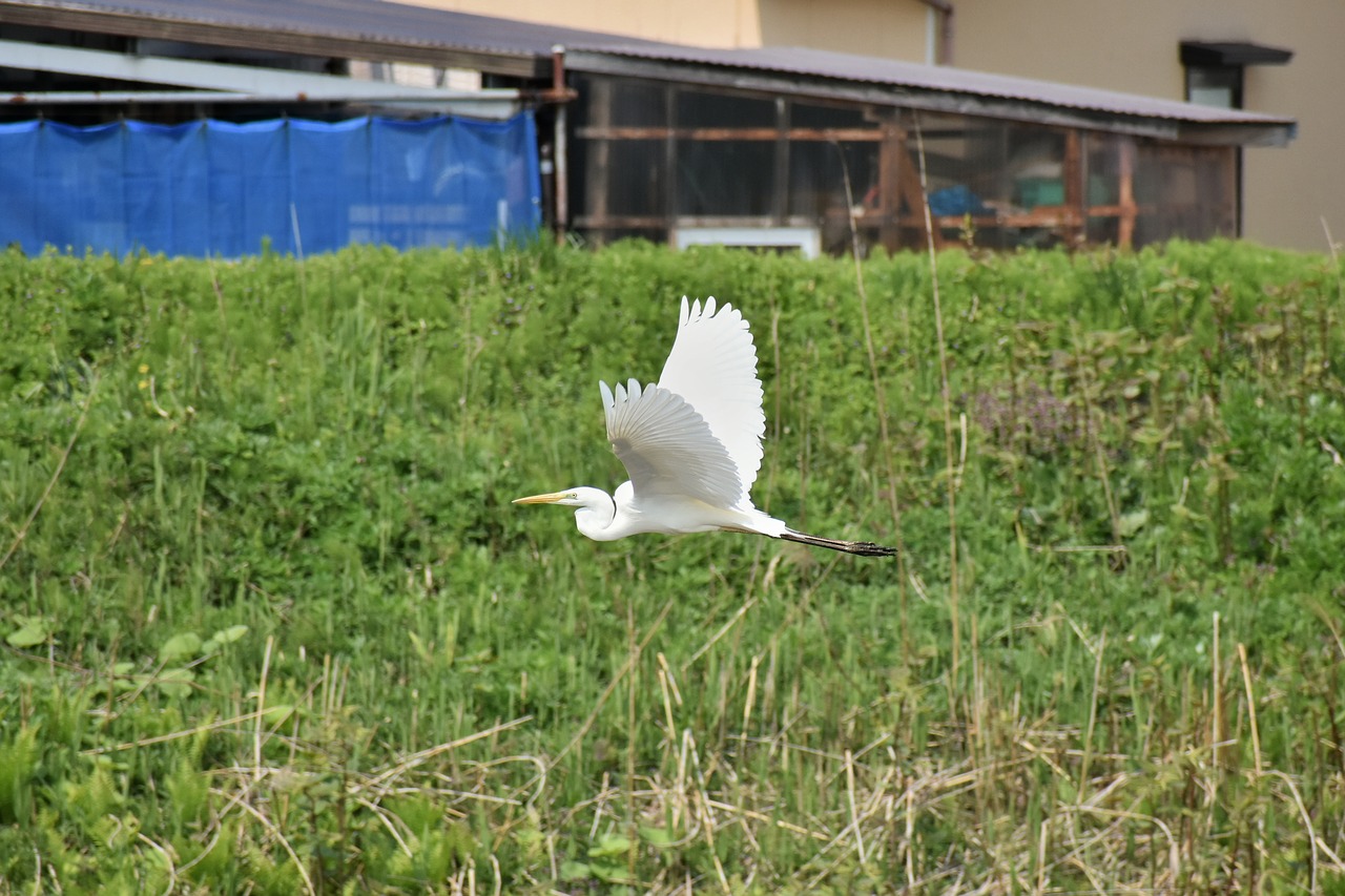 animal  river  waterside free photo