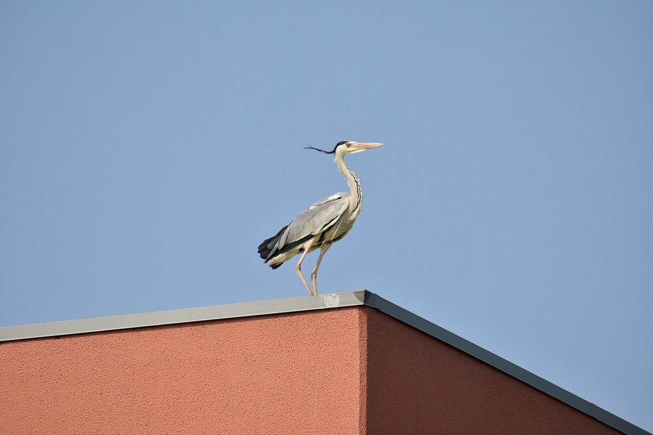 animal  sky  bird free photo