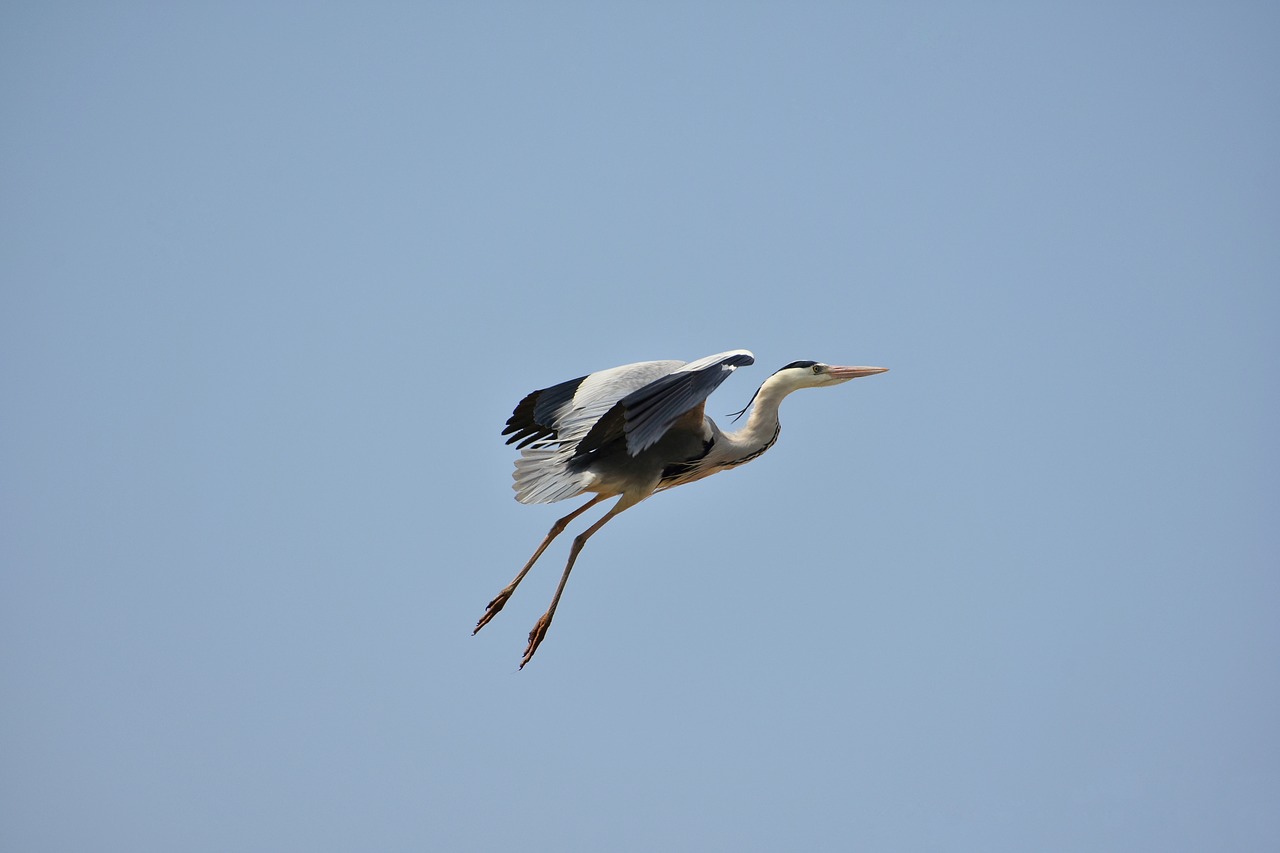 animal  sky  bird free photo