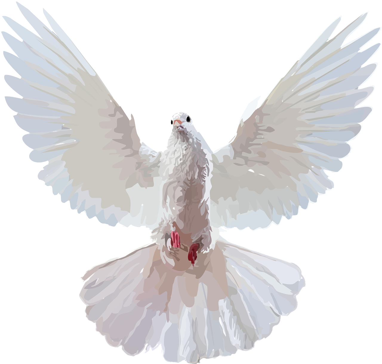 animal  dove  Free vector graphics free photo