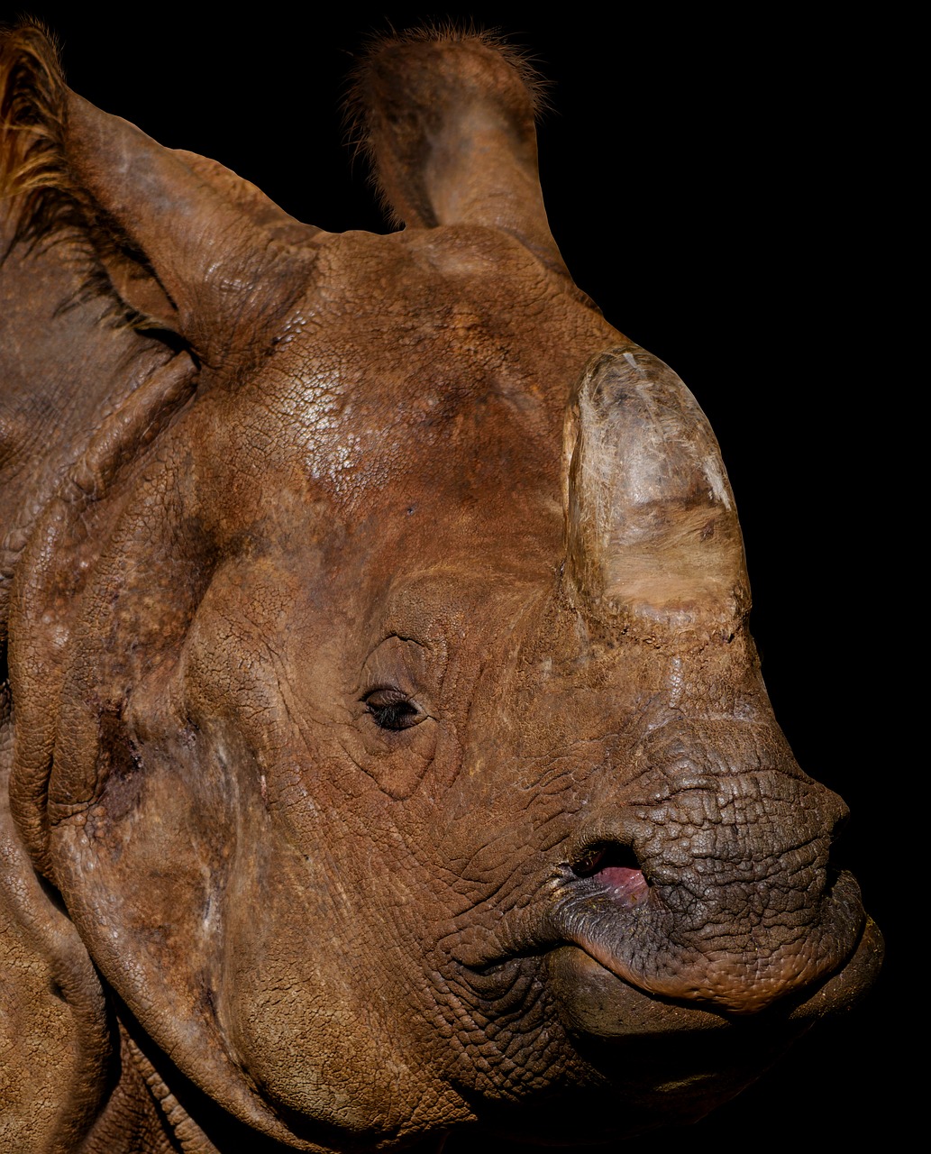 animal  rhino  portrait free photo