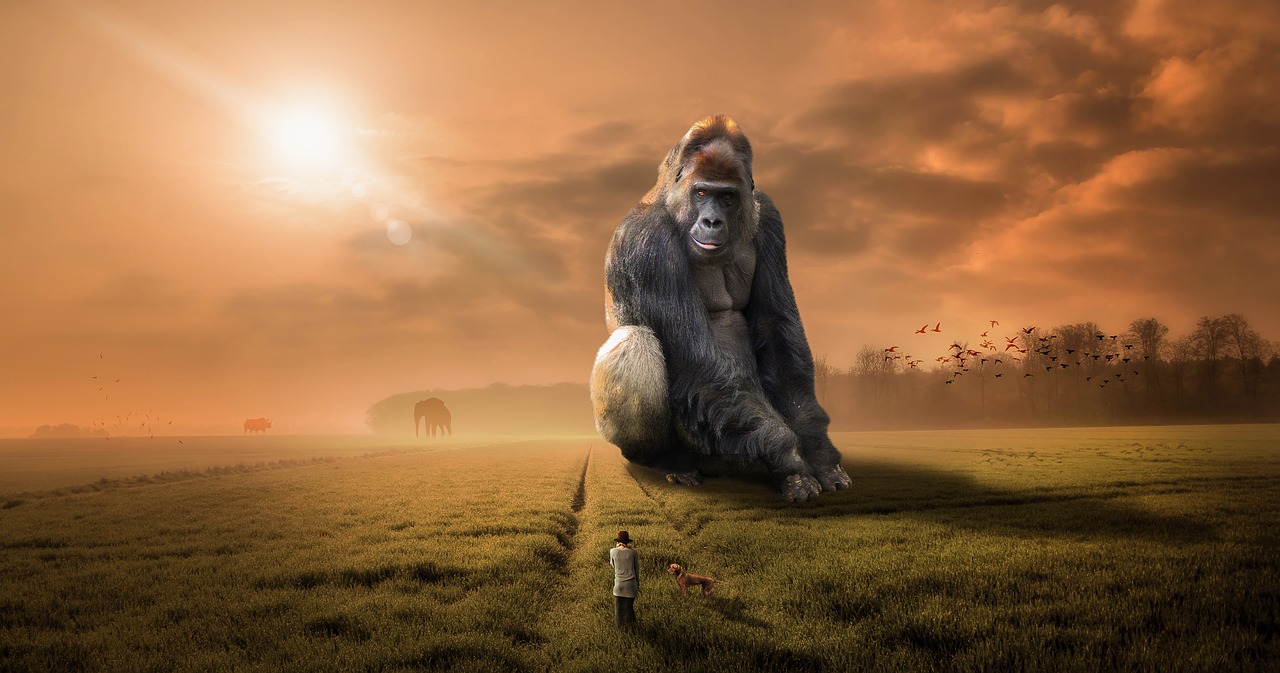 animal  gorilla  ape free photo