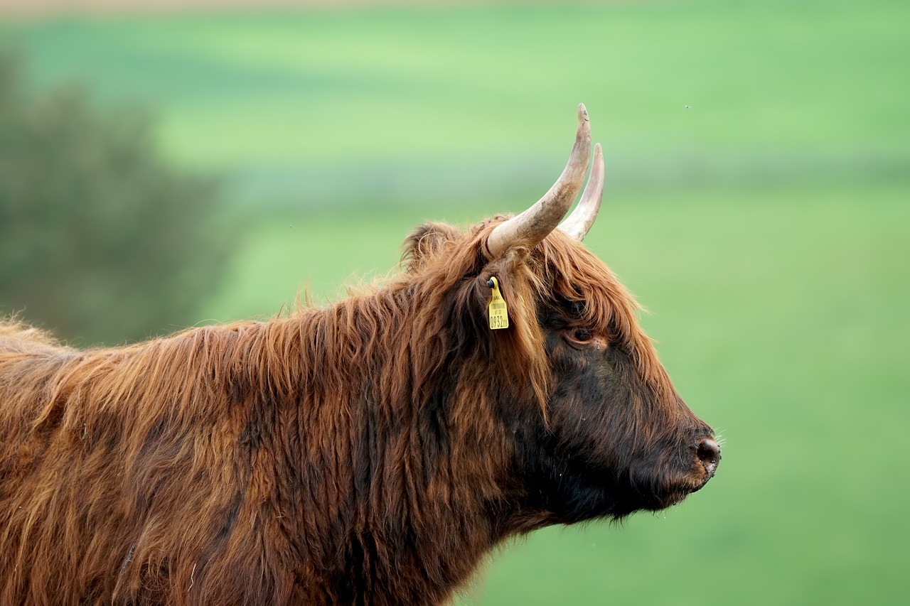 animal  mammal  cattle free photo