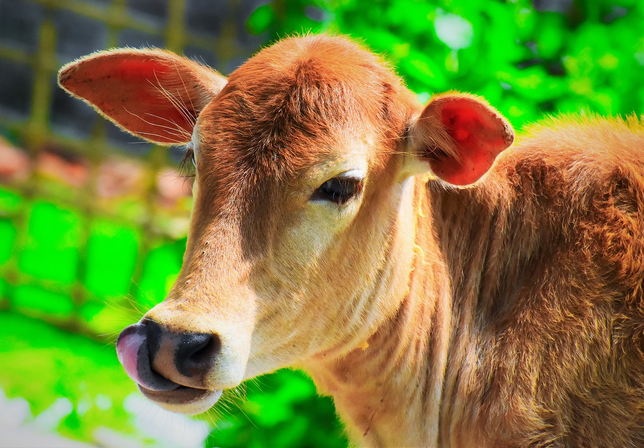 animal  cow  milk free photo