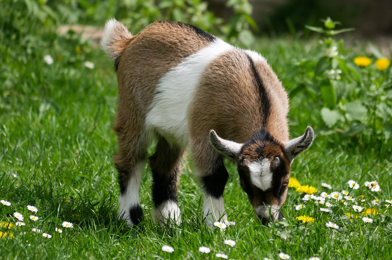 animal  pet  goat free photo