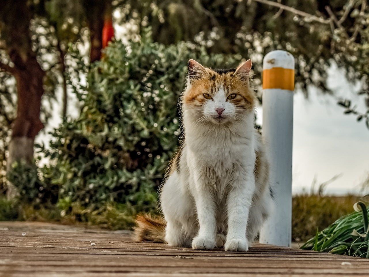 animal  cat  stray free photo