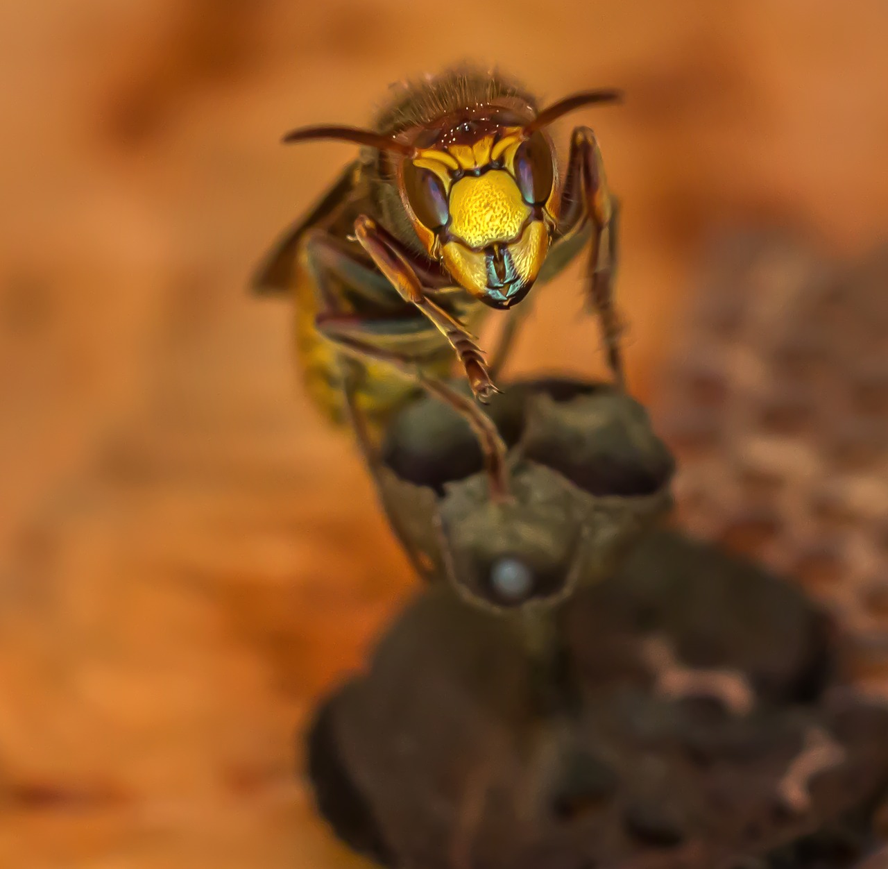 animal  wasp  close up free photo
