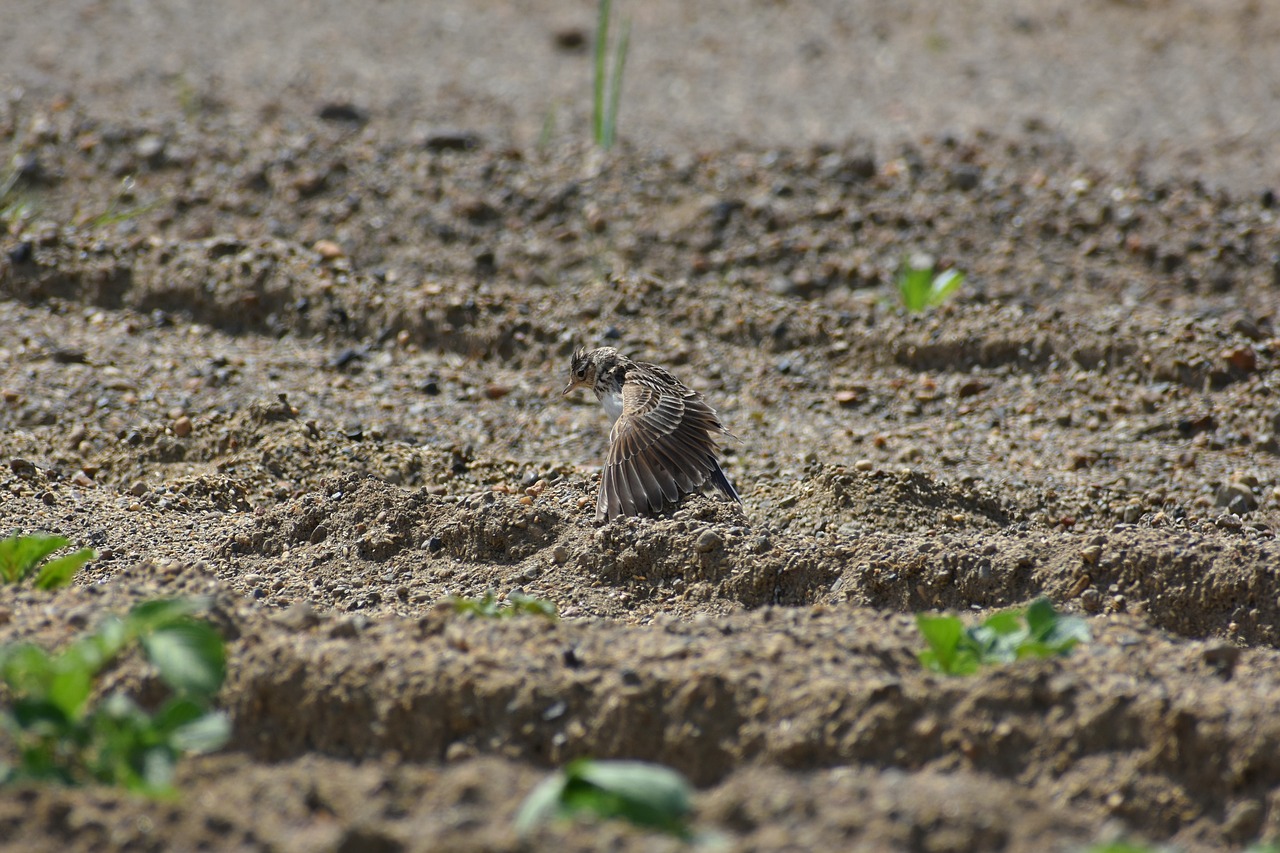 animal  field  grass free photo