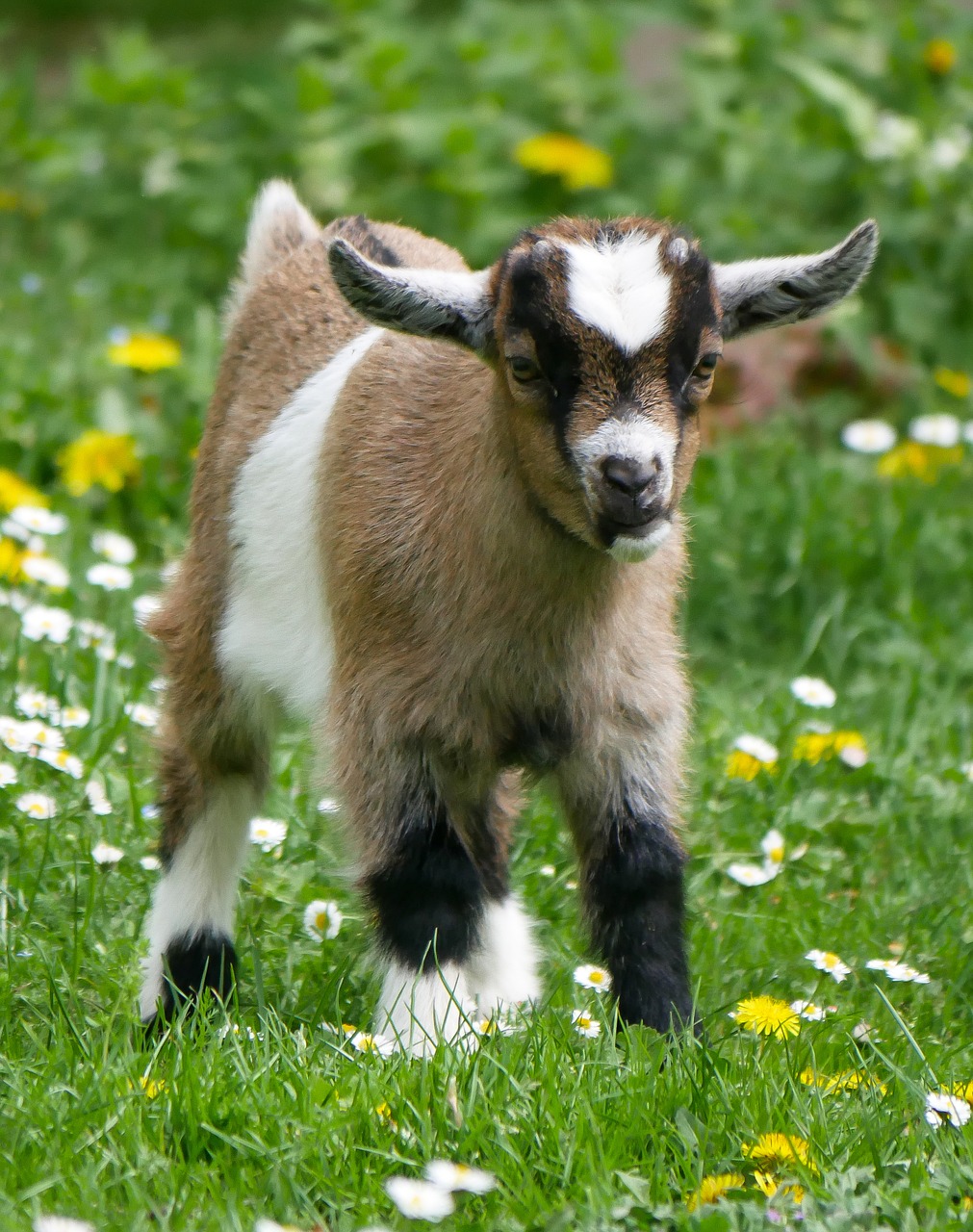 animal  pet  goat free photo