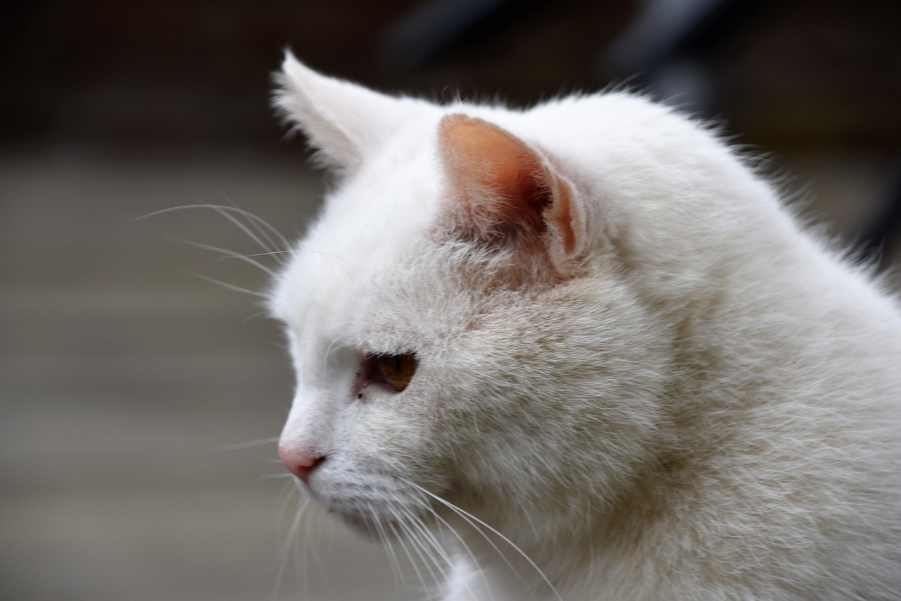 Белая кошка в профиль