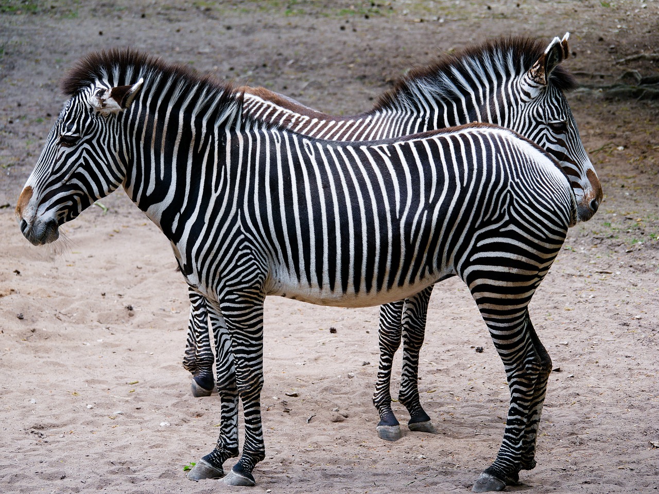animal  zebra  stripes free photo