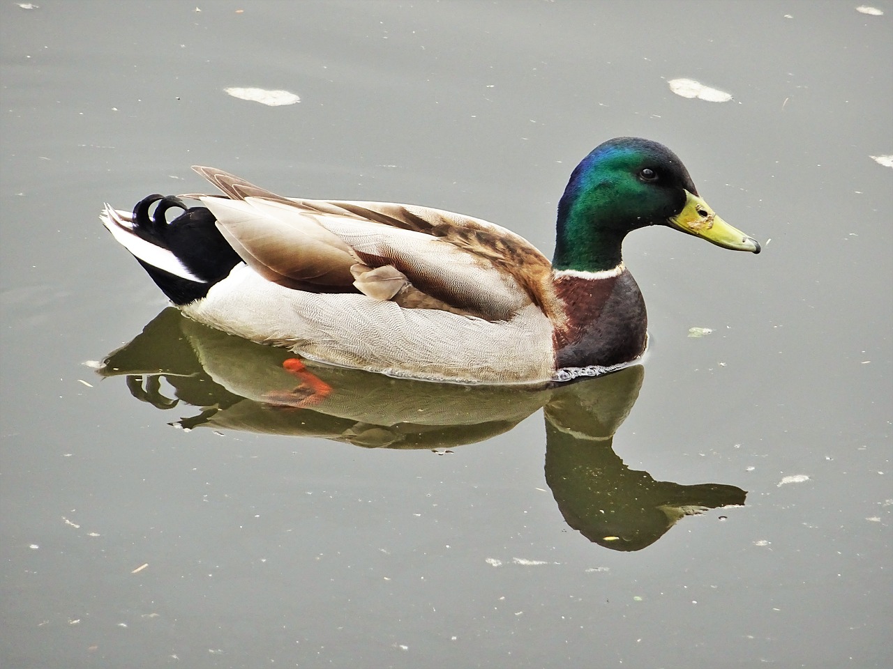 animal  bird  mallard duck free photo