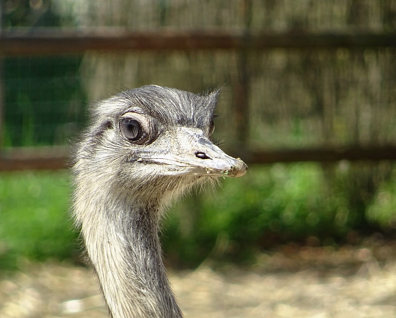 animal  bird  the ostrich free photo