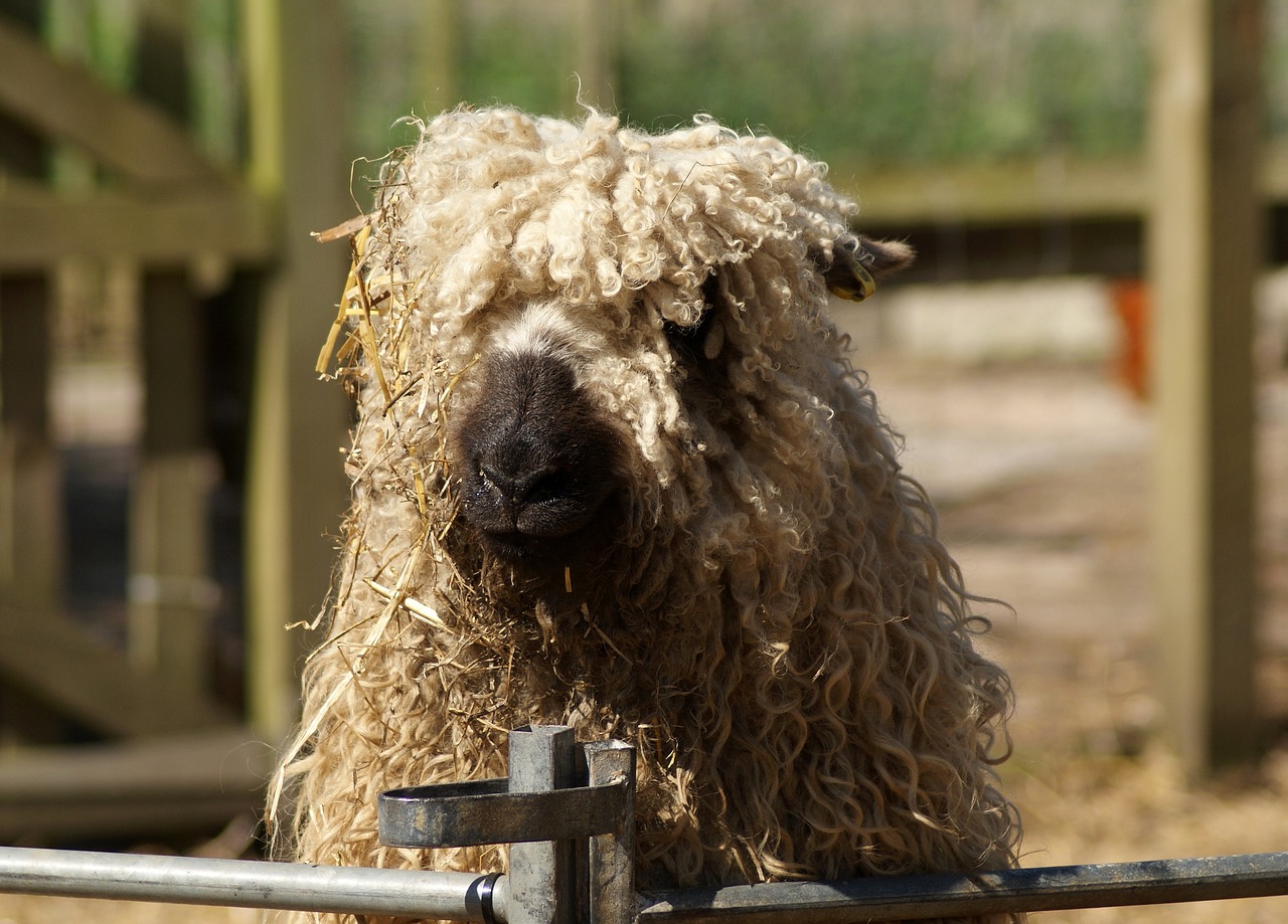 animal  mammal  sheep free photo