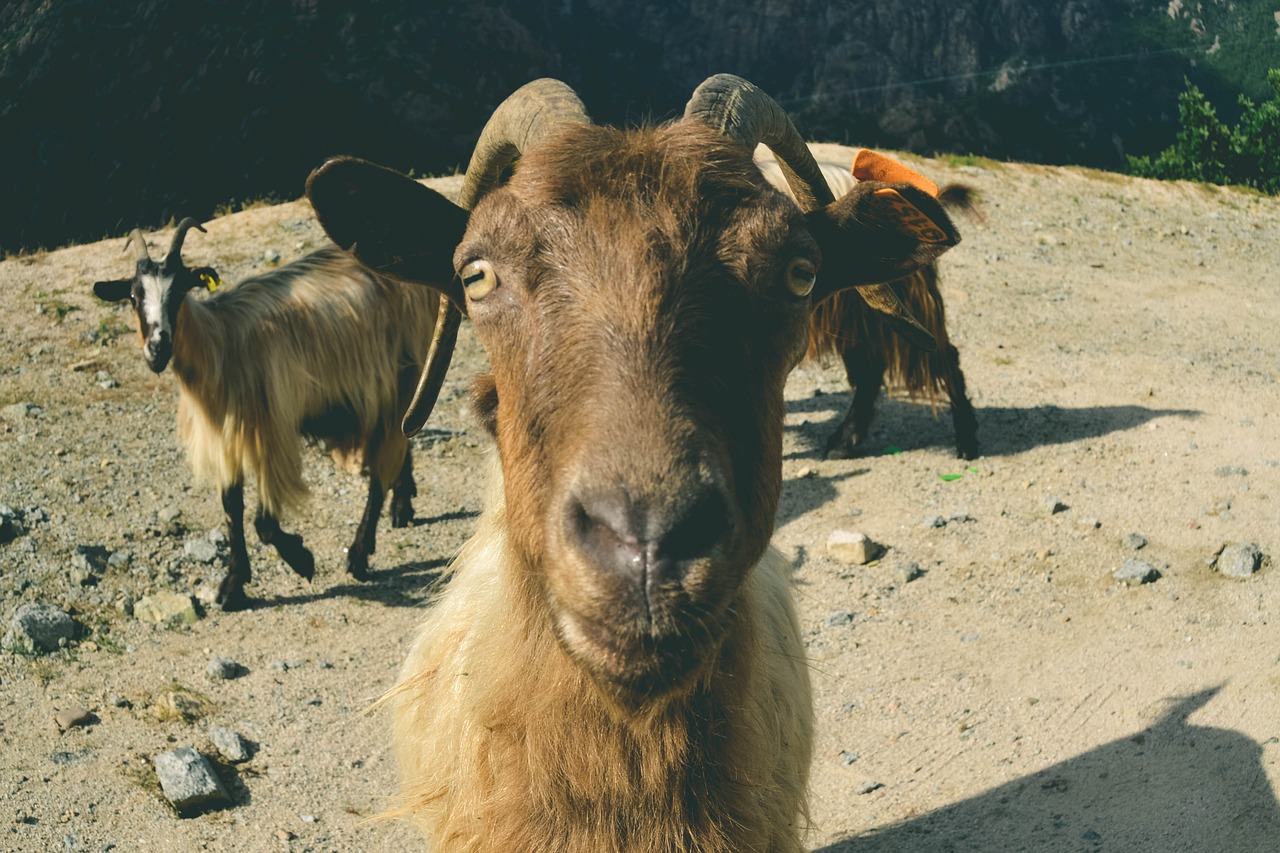 animal  animals  goat free photo