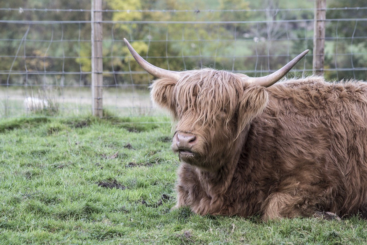 animal  animals  scotland free photo