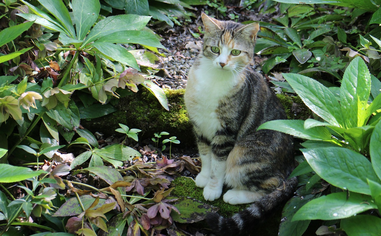 animal cat anxious free photo