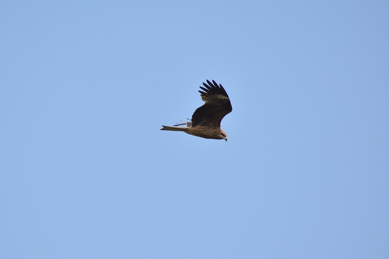 animal  sky  bird free photo