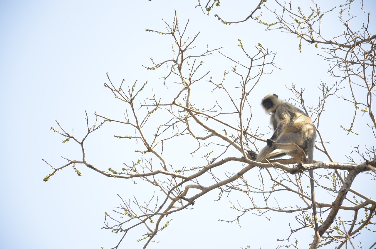 animal  monkey  forest free photo