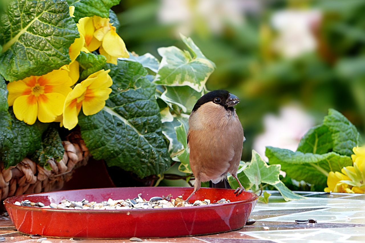 animal  bird  bullfinch free photo