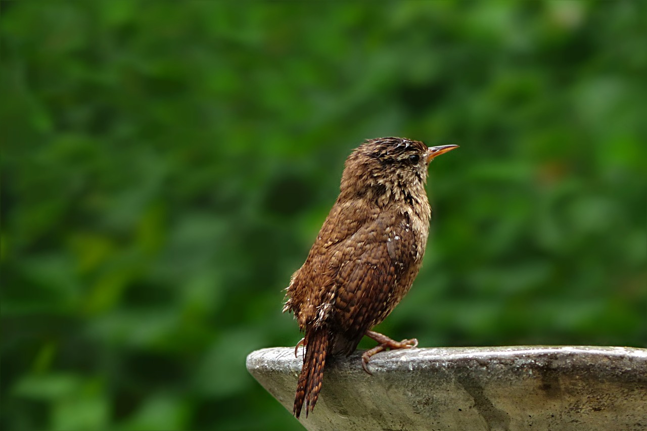 animal  bird  songbird free photo