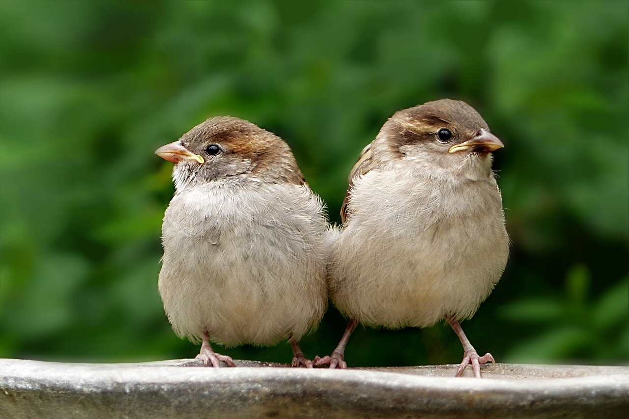animal  bird  sparrow free photo