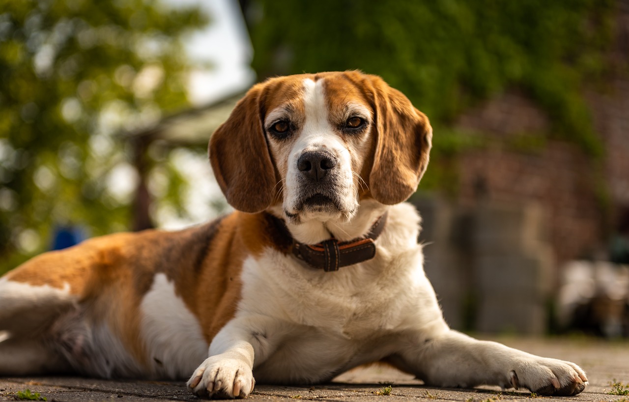 animal  dog  beagle free photo