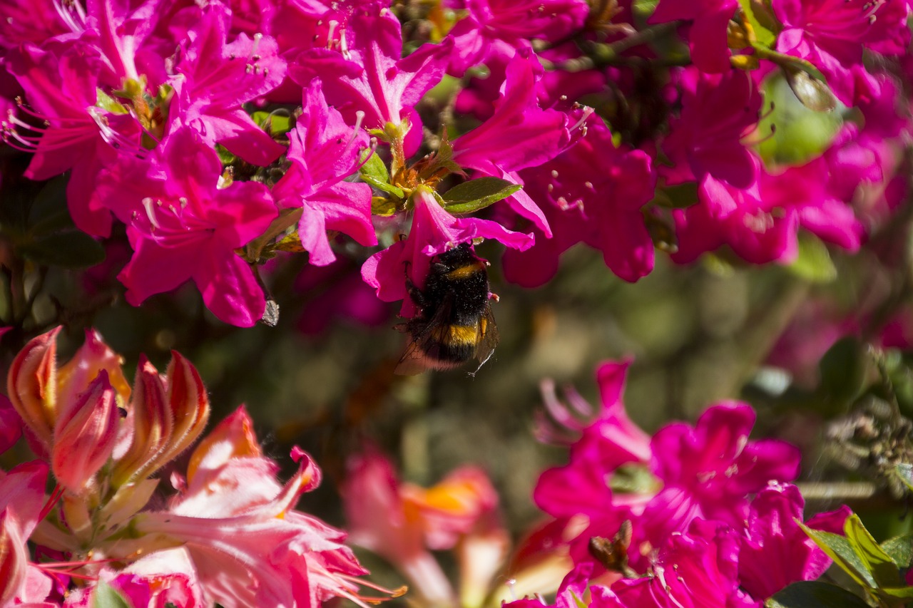 animal  hummel  blossom free photo