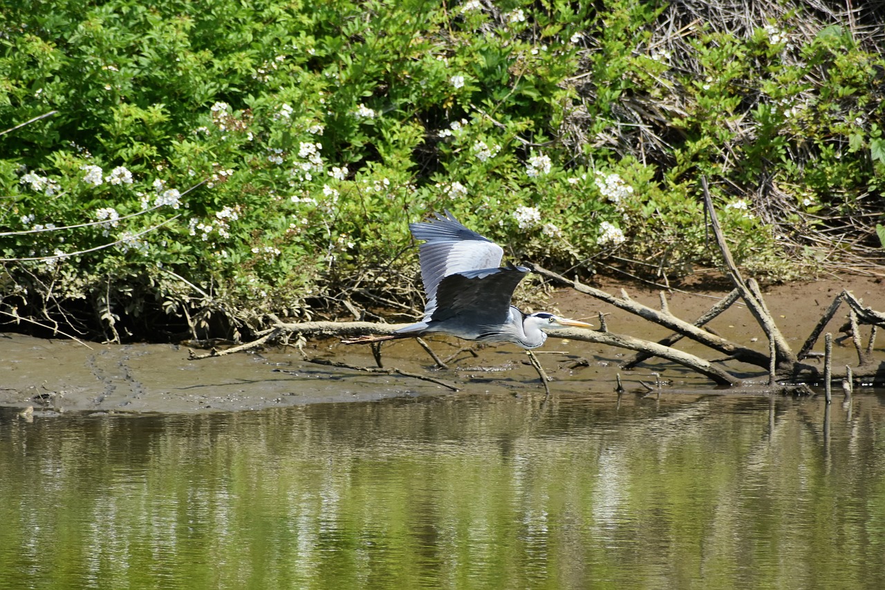 animal  river  wood free photo