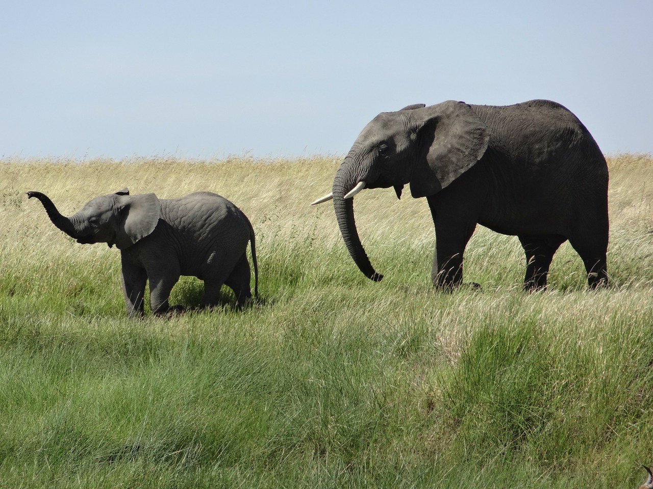 animal elephant baby free photo