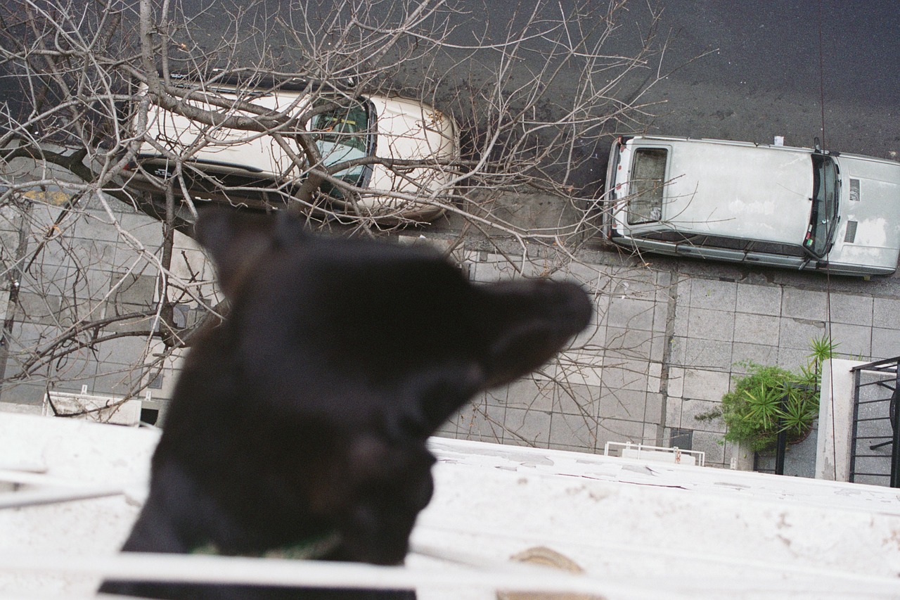 animal dog curious free photo