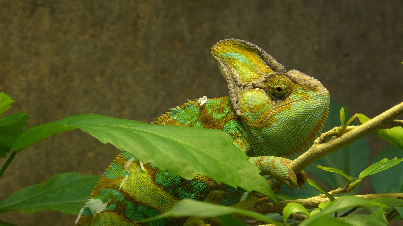 animal reptile chameleon free photo