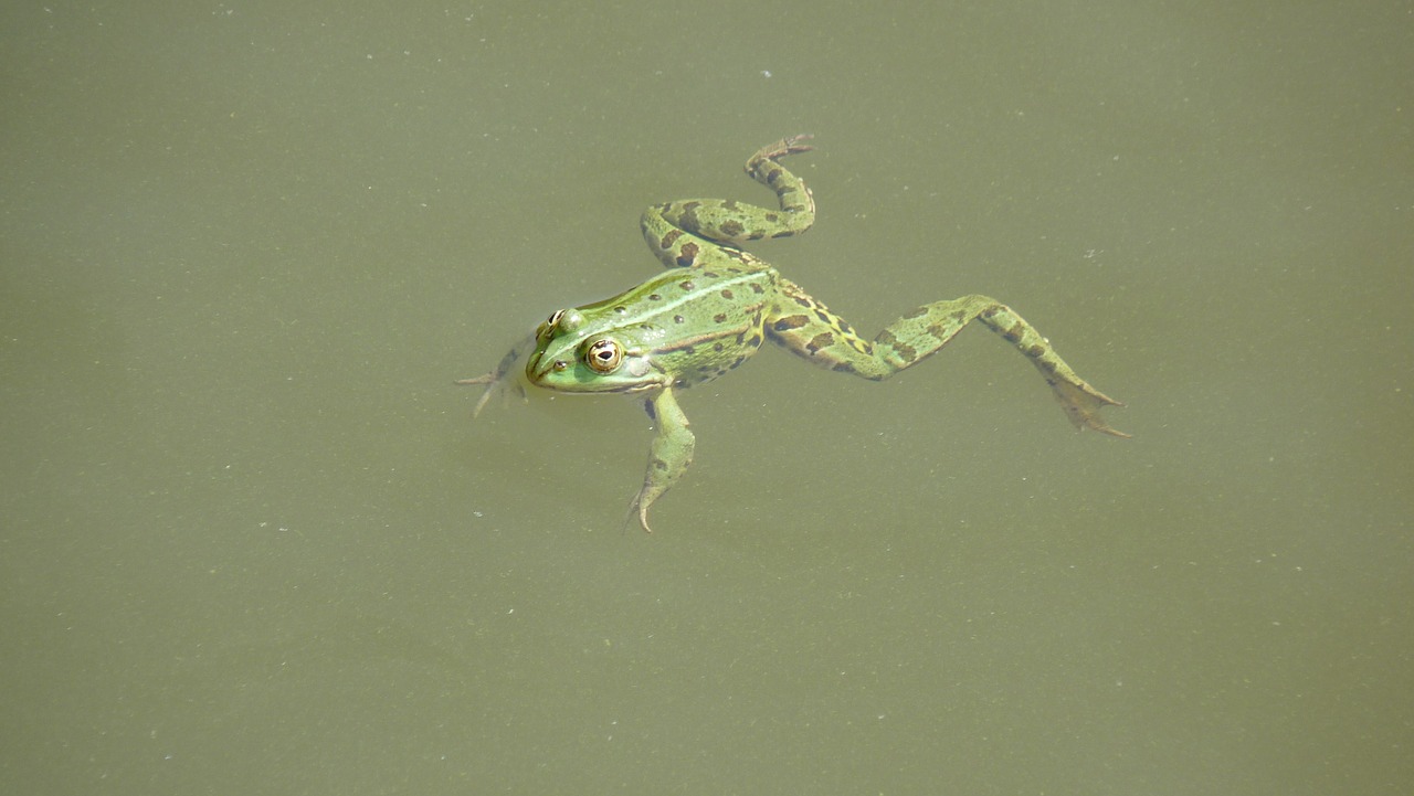 animal  green frog free pictures free photo