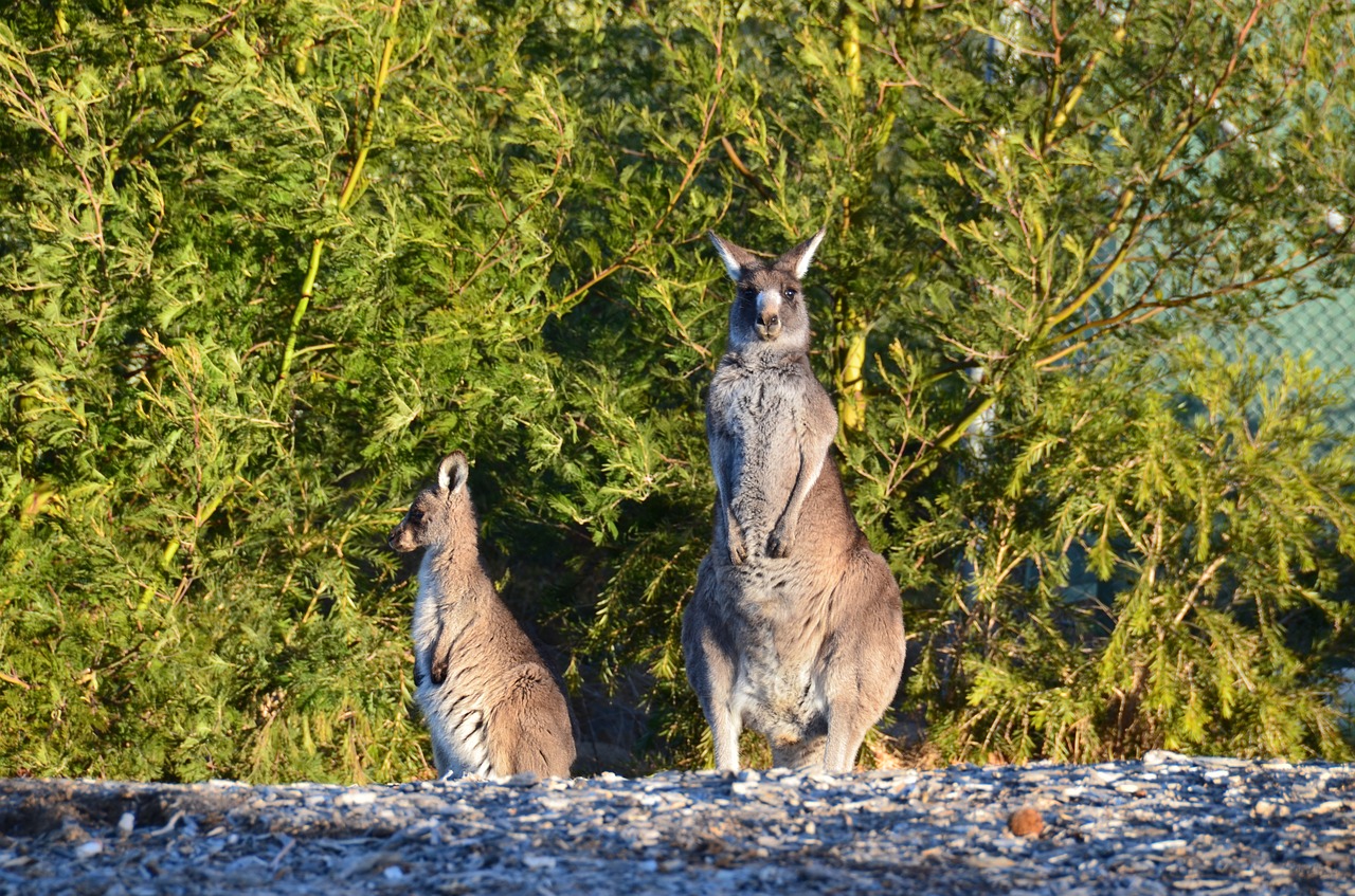 animal  kangaroo  wild free photo