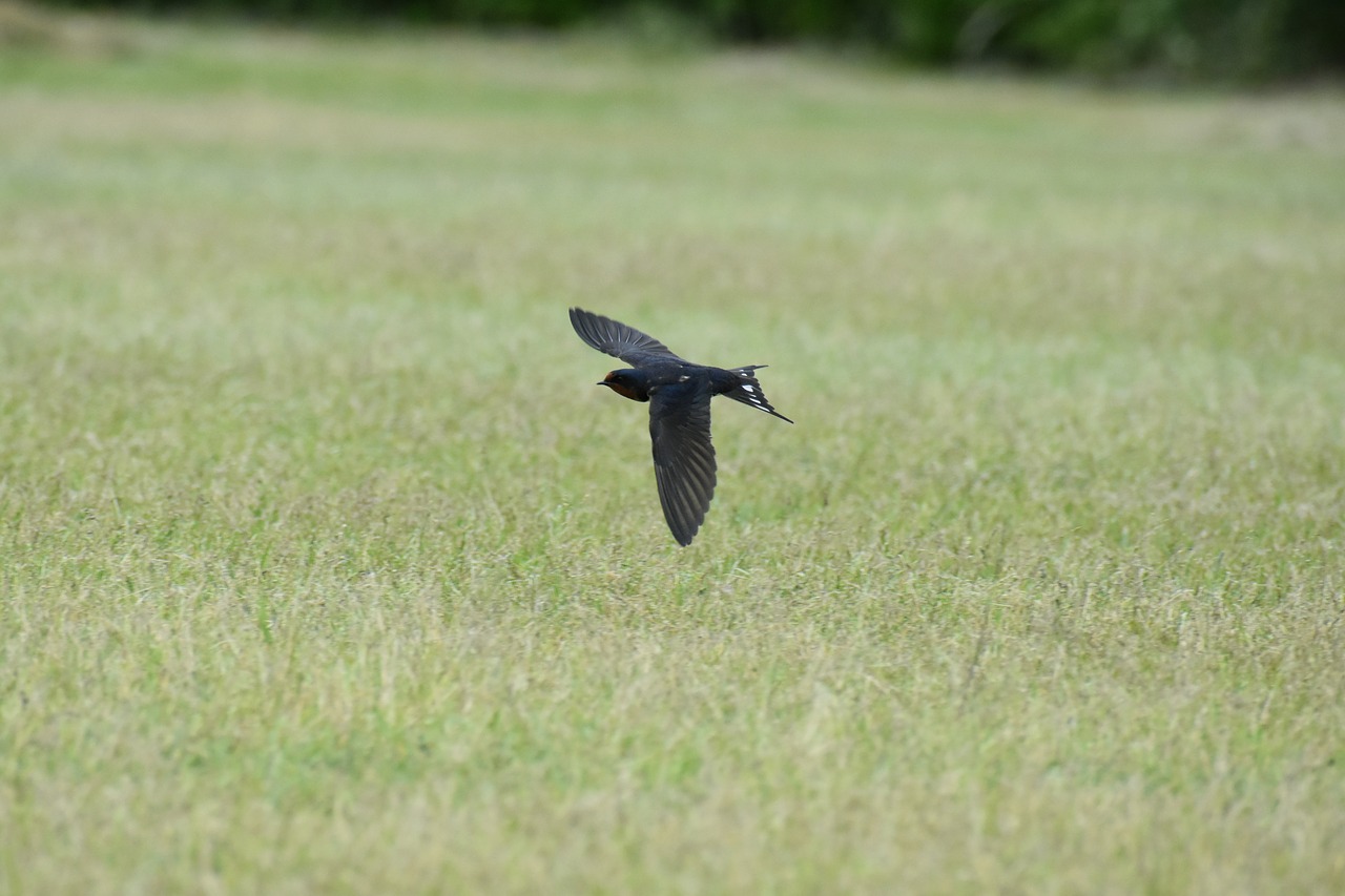 animal  park  lawn free photo