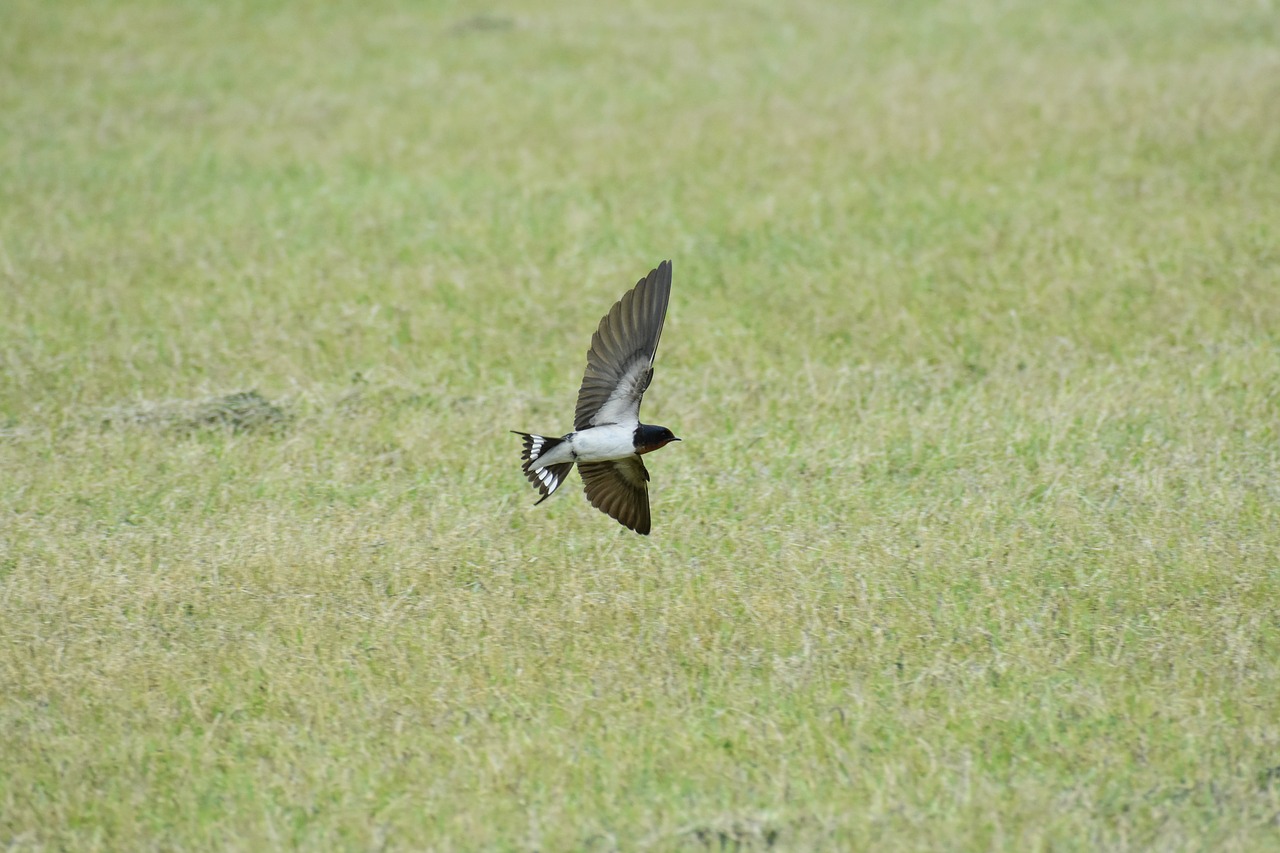 animal  park  lawn free photo