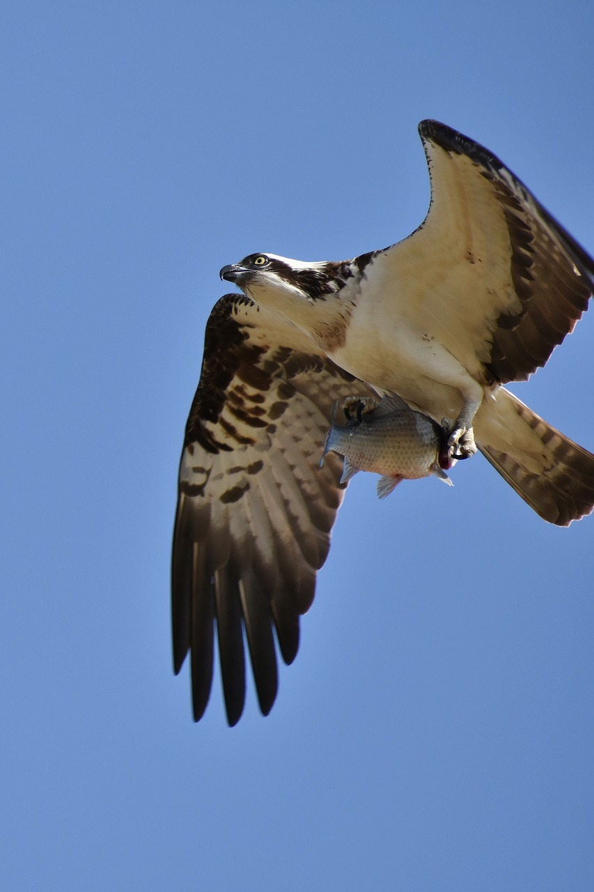 animal  sky  bird free photo