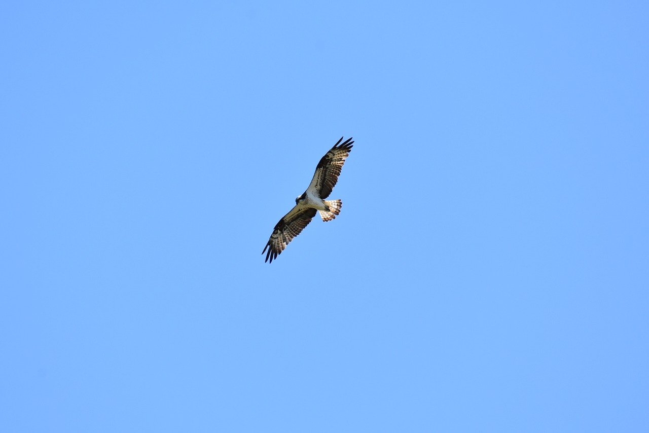 animal  sky  bird free photo