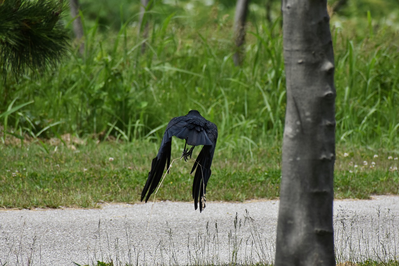 animal  park  grass free photo