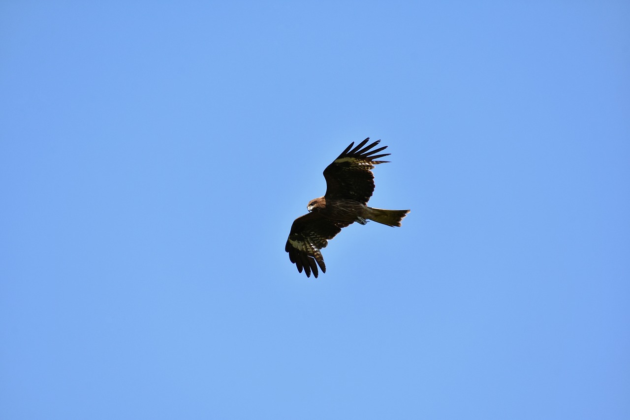 animal  sky  bird free photo