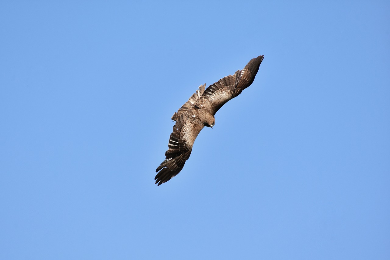 animal  sky  bird free photo