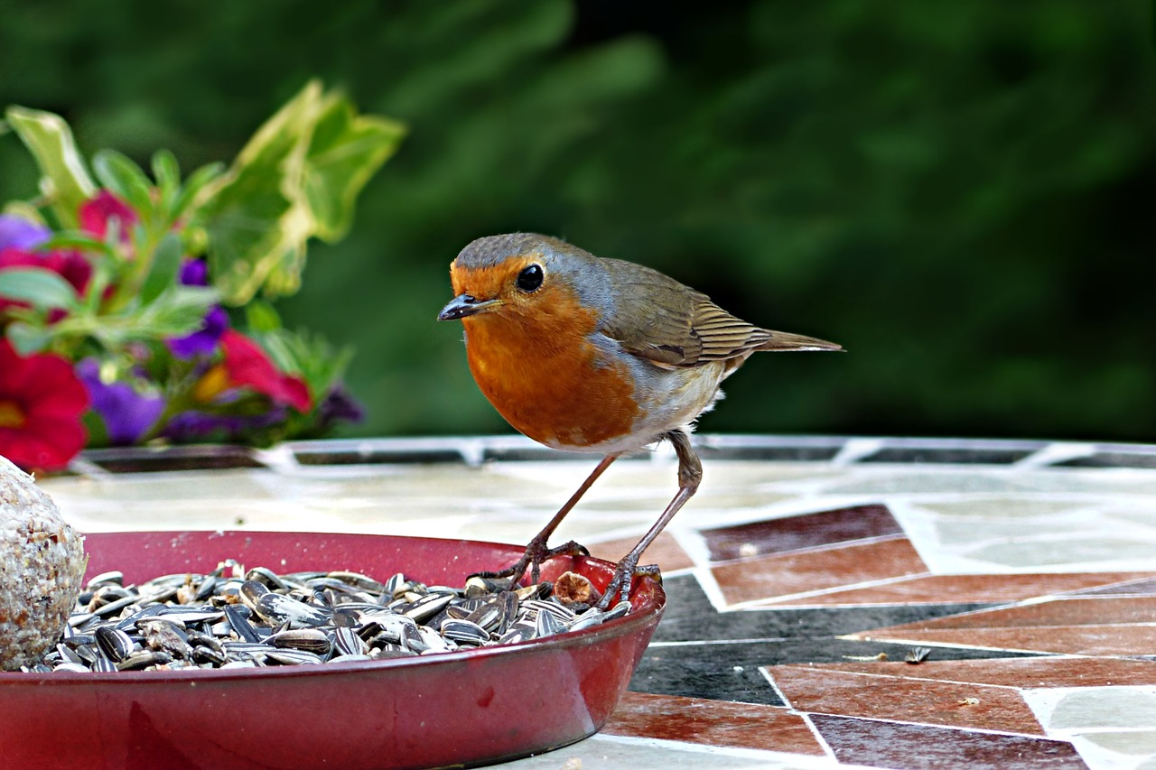 animal  bird  robin free photo