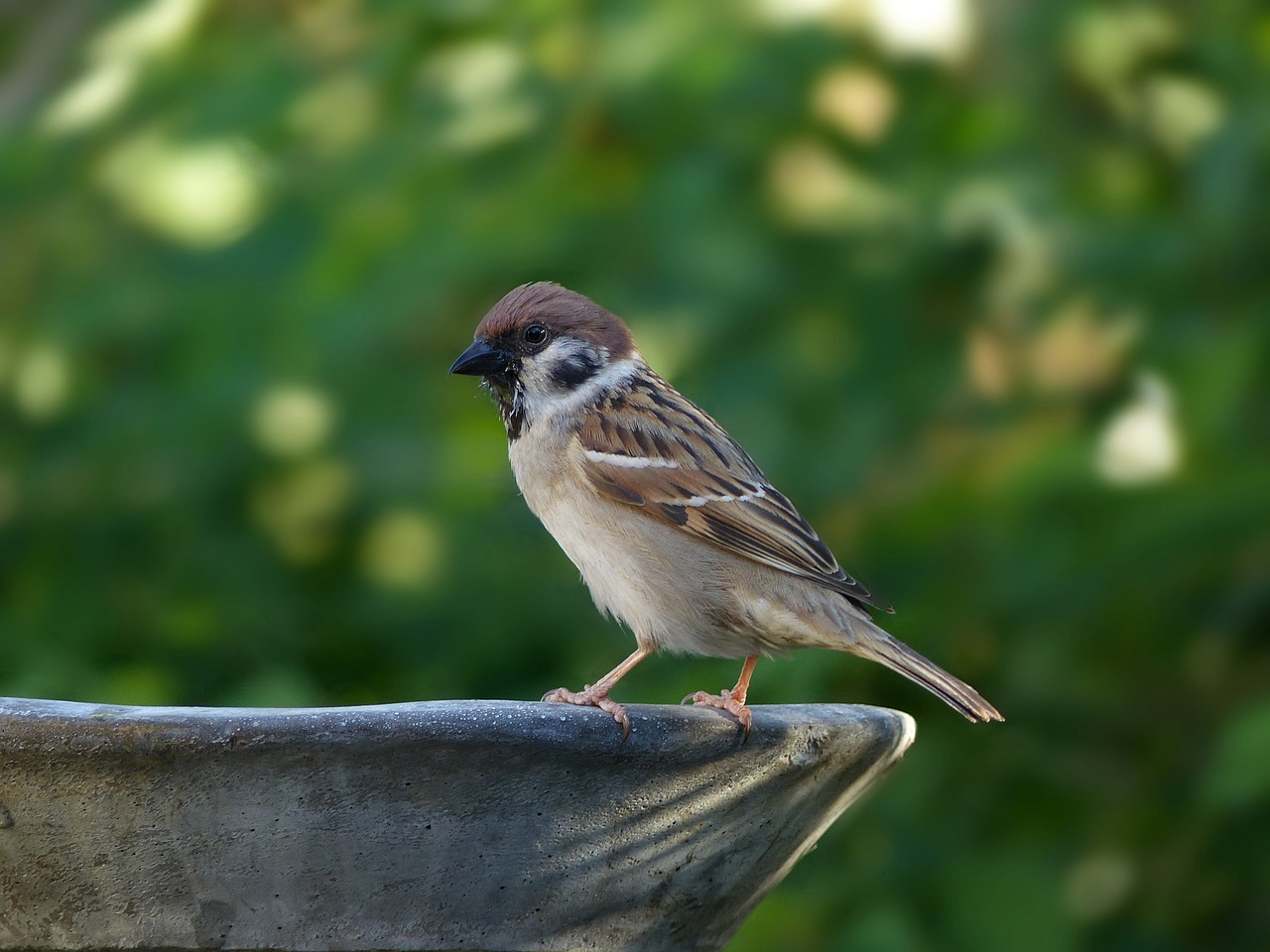 animal  bird  sparrow free photo